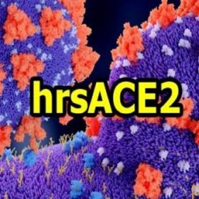 کشف داروی کرونا! درمان کرونا با داروی hrsACE2