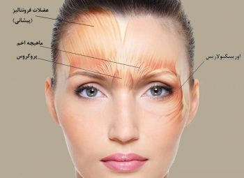 عضلات پیشانی و ابرو